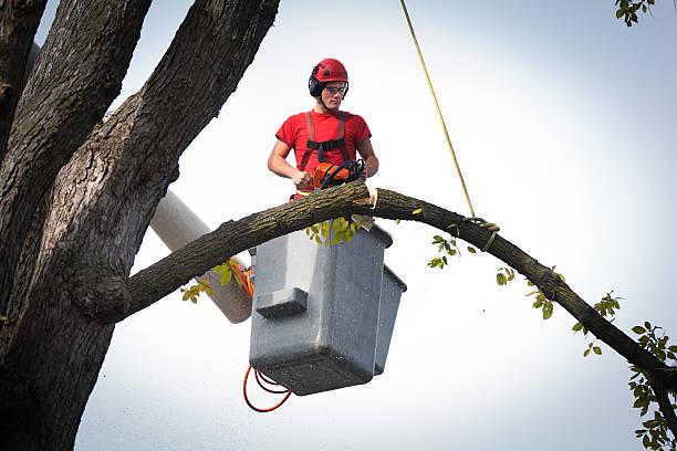 The Steps Involved in Our Tree Care Process in Old Stine, CA